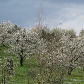 La fioritura dei ciliegi a Colceresa